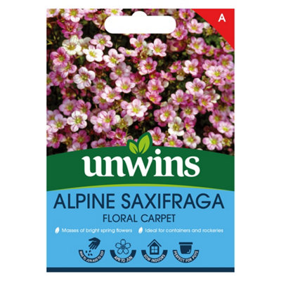 Unwins Alpine Saxifraga Floral Carpet from B&Q