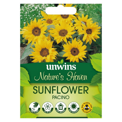 Unwins Nh Sunflower Pacinoflower Easy To Grow Seeds from B&Q