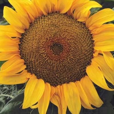 Marshalls Garden Sunflower Seeds 'yellow Pygmy'20 Pack Dwarf Lemon-Yellow Sunflowers from B&Q
