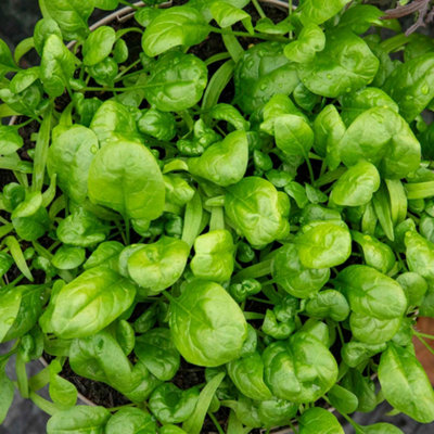Marshalls Garden Organic Spinach Seeds 'america'500 Seeds Pack Bolt-Resistant Variety from B&Q