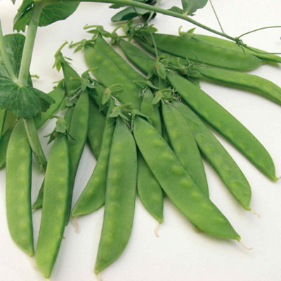 Marshalls Garden Pea Seeds Sugar Norli Organic Sugar Snap200 Seeds from B&Q
