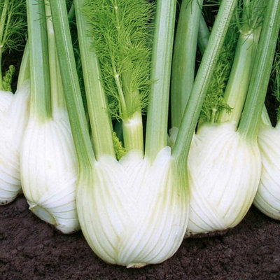 Marshalls Garden Fennel Seeds Solaris F1 Fast-Growing Bulbing Fennel 40 Seeds from B&Q