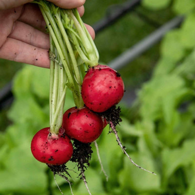 Marshalls Garden Radish Seeds 'annabel' F1Fast-Growing Red Globe Radish100 Seeds from B&Q