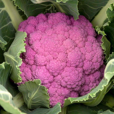 Marshalls Garden Cauliflower Seeds Depurple F1 8 Seeds For Purple Florets from B&Q