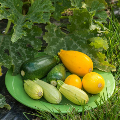 Marshalls Garden Courgette Seeds Griller Mix F1 8 Seeds from B&Q
