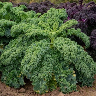 Marshalls Garden Blue/Green Kale Seeds Winterbor F1, Seeds For Winter Harvest Size 25 B&Q