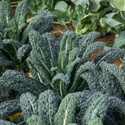 Marshalls Garden Kale Seeds Yurok F1 Cavolo Nero 20 Seeds from B&Q