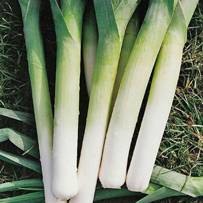 Marshalls Garden Porbella Leek SeedsHardyHigh-Yield Winter Variety 350 Seeds from B&Q