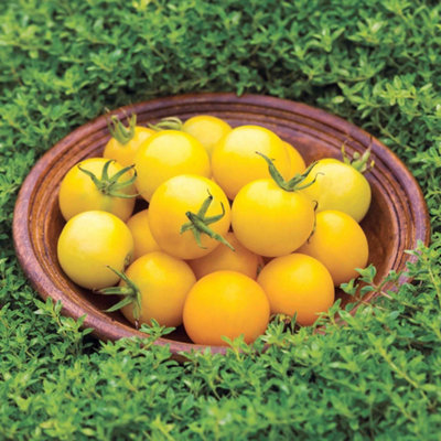 Marshalls Garden Tomato Seeds 'honey Delight' F1Yellow Cherry Cordon (8 Seeds) from B&Q