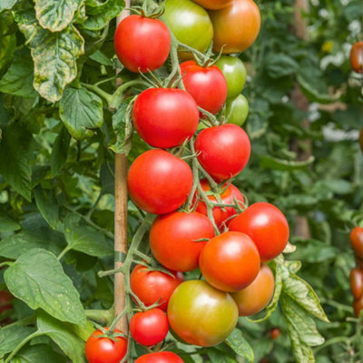 Marshalls Garden Tomato Seeds Cordon Maisey F1 High-Yield British-Bred Variety 8 Seeds from B&Q