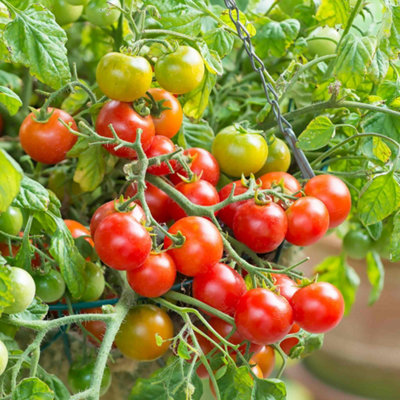Marshalls Garden Tomato Seeds 'terenzo' F1 8 Seeds For Pots And Hanging Baskets from B&Q