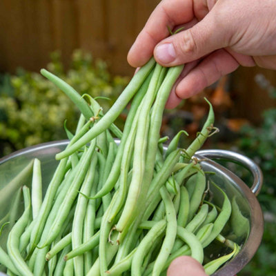 Marshalls Garden Organic Climbing French Bean Seeds 'cobra' Rhs Agm High Yield 25 Seeds from B&Q