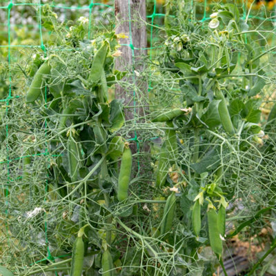 Marshalls Garden Pea Seeds RuselargoMaincropDisease ResistantHigh Yield from B&Q