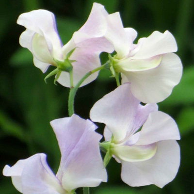 Unwins Sweet Pea Seeds 'more Scent' Spencer-Type Salmon Pink On Cream21 Seeds from B&Q