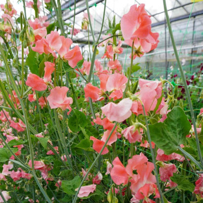 Unwins Sweet Pea Seeds 'wj Unwin'Fragrant Orange-Pink Spencer Type11 Seeds from B&Q