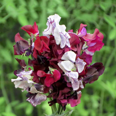 Unwins Sweet Pea Seeds 'midnight Eclipse Mix'Spencer-Type Fragrant Summer Blooms 21 Seeds from B&Q