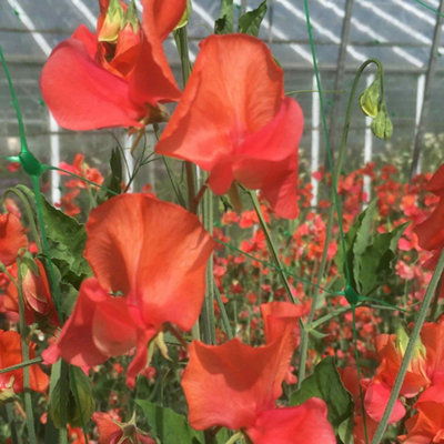 Unwins Sweet Pea Seeds 'prince Of Orange'21 Seeds Fragrant Grandiflora Variety from B&Q