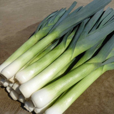 Marshalls Garden Leek Seeds Batter F1 Allium Porrum40 Seeds Maincrop from B&Q