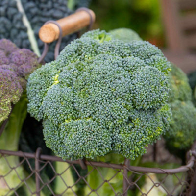 Marshalls Garden Calabrese 'gemini' F1 SeedsFast-Maturing BroccoliApprox 40 Seeds from B&Q