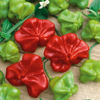 B&Q -  Chilli Pepper Seeds Bishops Crownmedium Heat8 SeedsCapsicum Annuum