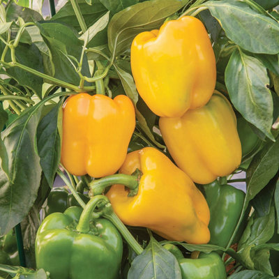 Marshalls Garden Sweet Afterglow Pepper Seeds10 Seeds (Capsicum Annuum) from B&Q