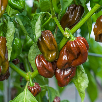 Marshalls Garden Chilli Pepper Seeds 'habanero Chocolate'8 Seeds from B&Q