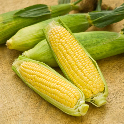 Marshalls Garden Sweetcorn Seeds 'mirai Picnic' F1 20 Seeds Early Super Sweet from B&Q