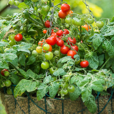 Marshalls Garden Tomato Seeds Cherry Bitonto F1 Compact Patio Variety8 Seeds from B&Q