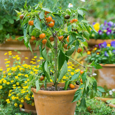 B&Q -  Chilli Pepper Seeds Orange Koral 10 PackEarly-Maturing Capsicum Annuum