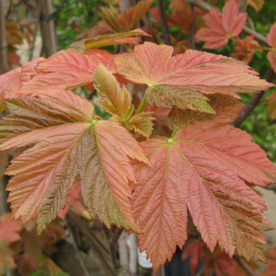 Gardeners Dream Acer Simon Louis Freres TreeUnique Red And Green FoliageCompact SizeHardy (5-6Ft) from B&Q