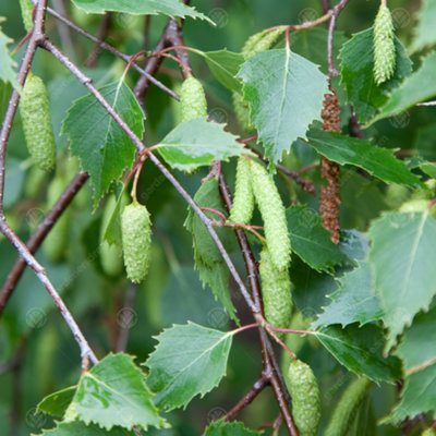 Gardeners Dream Betula Pendula TreeGraceful Weeping FormAttractive BarkHardy (5-6Ft) from B&Q