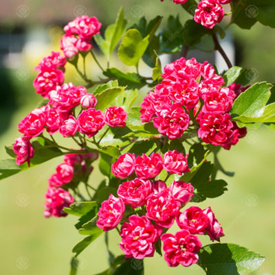 Gardeners Dream Crataegus Pauls Scarlet TreePink Double-FloweringAbundant Red Berries (5-6Ft) from B&Q