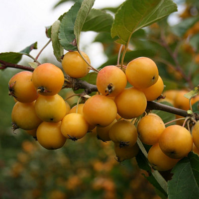 B&Q -  Malus Golden Hornet TreeCrab Apple TreeScented White Spring BlossomsLow Maintenance (5-6Ft)