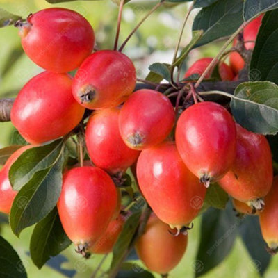 B&Q -  Malus John Downie TreeCrab Apple TreeWhite Spring BlossomsLow Maintenance (5-6Ft)