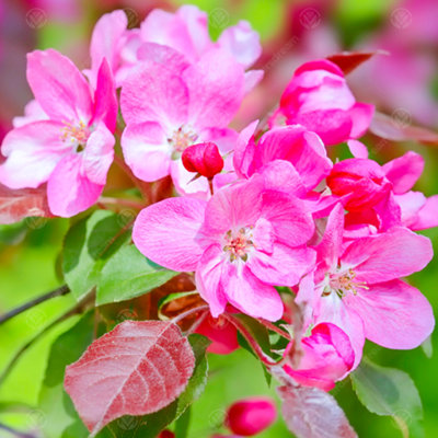 B&Q -  Malus Profusion TreeCrab Apple TreePink-Purple FlowersTasty FruitLow Maintenance (5-6Ft)