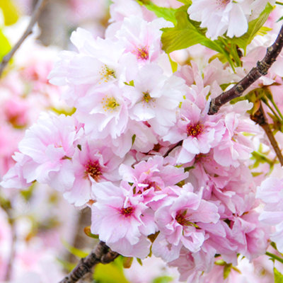 B&Q -  Prunus Amanogawa TreeSemi-Double Pink FlowersHardyOrnamental (5-6Ft)