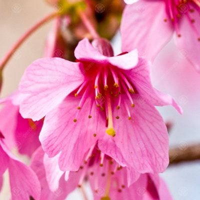 Gardeners Dream Prunus Okame TreeVibrant Pink FlowersCompactHardy (5-6Ft) from B&Q