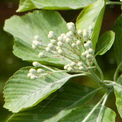 Gardeners Dream Sorbus Lutescens TreeWhite FlowersOrnamentalHardy (5-6Ft) from B&Q