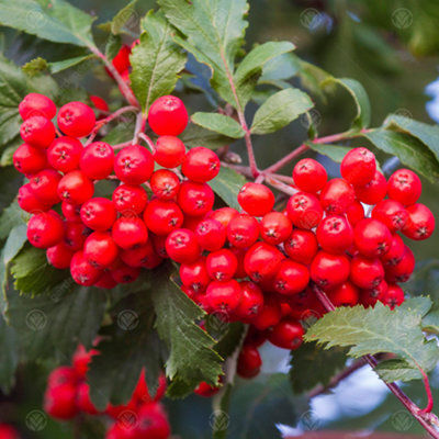 Gardeners Dream Sorbus Aucuparia TreeRed BerriesMountain Ash RowanOrnamentalHardy (5-6Ft) from B&Q
