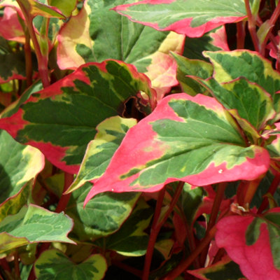 B&Q -  Houttuynia Cordata 'chameleon' Colourful Ground Cover Plant (15-30Cm9Cm Pot)