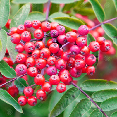 Gardeners Dream Sorbus Cardinal Royal TreeUprightMountain AshRed BerriesHardy (5-6Ft) from B&Q