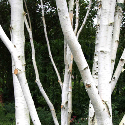 Gardeners Dream Betula Jacquemontii TreeStriking White BarkGraceful FormHardy (5-6Ft) from B&Q