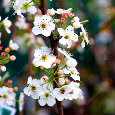 B&Q -  Pyrus Chanticleer TreeVibrant Autumn FoliageWhite FlowersHardy (5-6Ft)