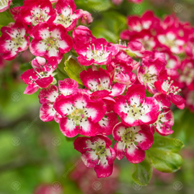 B&Q -  Crataegus Crimson Cloud TreeAbundant Red BerriesOrnamentalRed And White Flowers (5-6Ft)