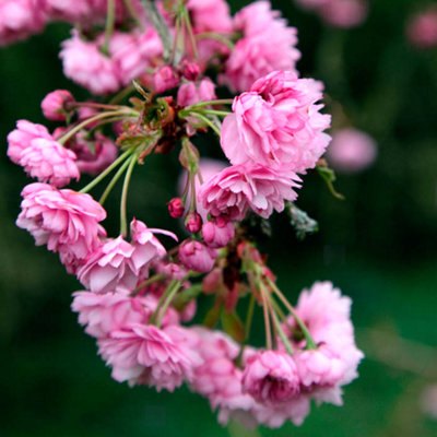 Gardeners Dream Prunus Kiku-Shidare Zakura TreeStunning Pink BlossomsOrnamentalLow Maintenance (5-6Ft) from B&Q