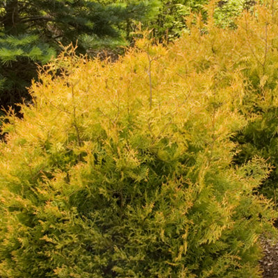 Gardeners Dream Thuja Occidentalis 'rheingold' Compact Evergreen Conifer Garden Plant In Pot9Cm Pot (20-30Cm) from B&Q