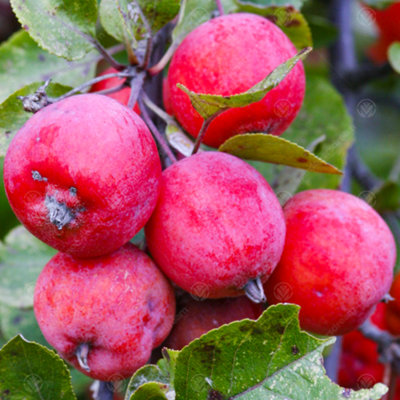 B&Q -  Malus Neville Copeman TreeCrab Apple TreePink-Purple FlowersTasty FruitLow Maintenance (5-6Ft)