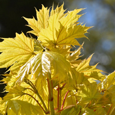 Gardeners Dream Acer Princeton Gold TreeGolden FoliageCompact SizeHardy (5-6Ft) from B&Q
