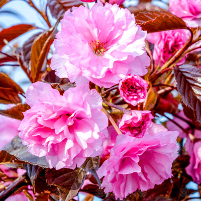 B&Q -  Prunus Royal Burgundy TreeDeep Purple FoliageOrnamentalStunning Double Flowers (5-6Ft)