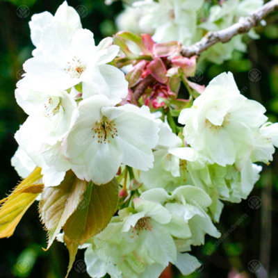 B&Q -  Prunus Ukon TreeCreamy-Yellow FlowersCompactLow Maintenance (5-6Ft)
